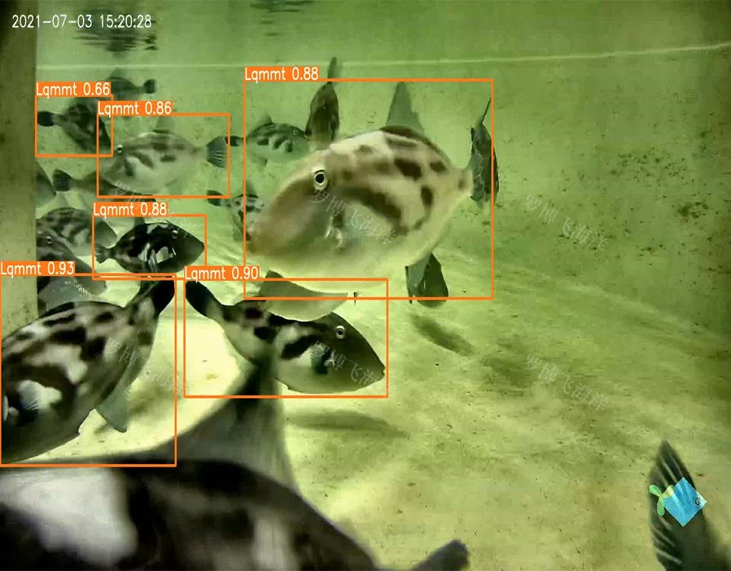 鱼类视觉识别软件